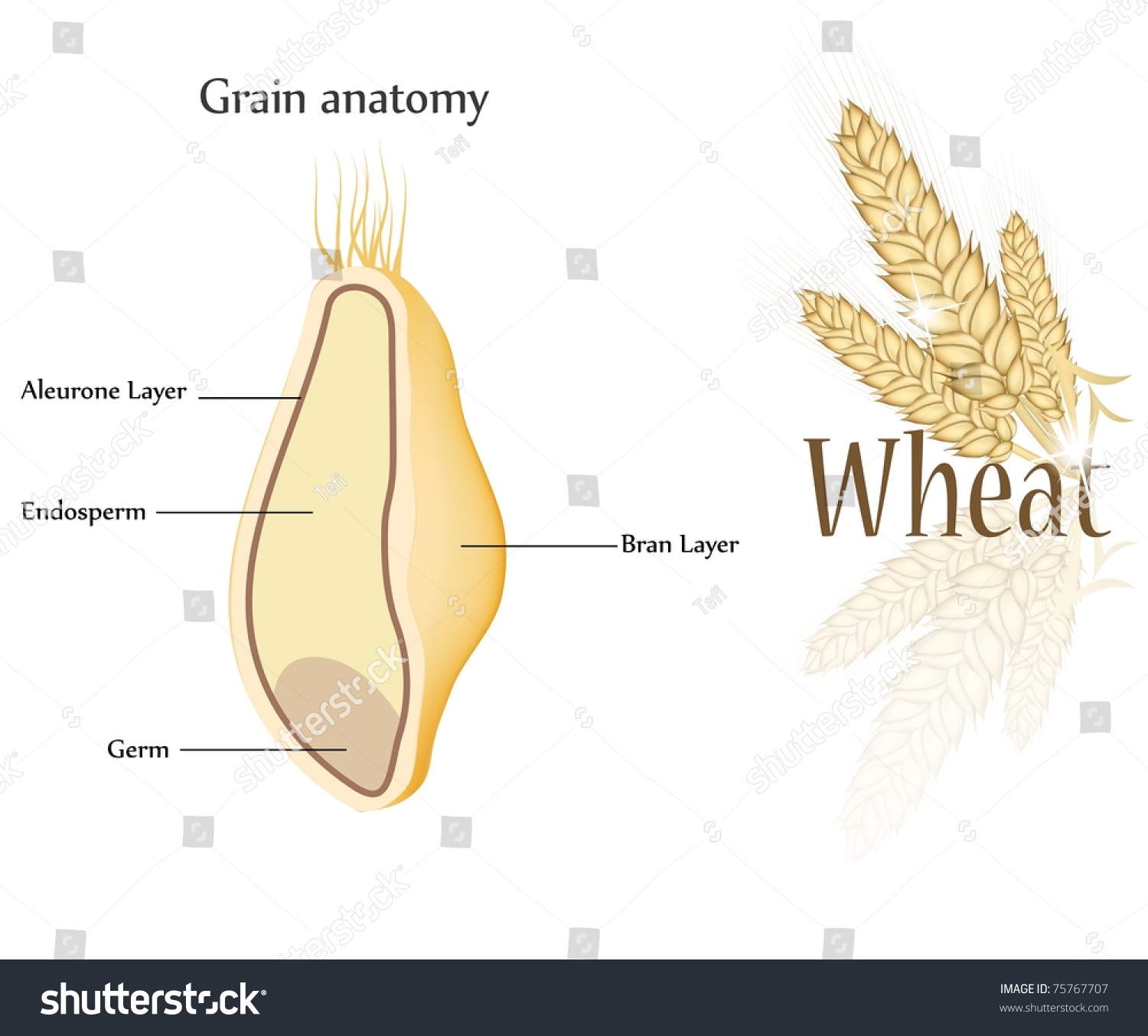 Wheat And Grain Anatomy. Cross Section Of Grain. Endosperm, Aleurone