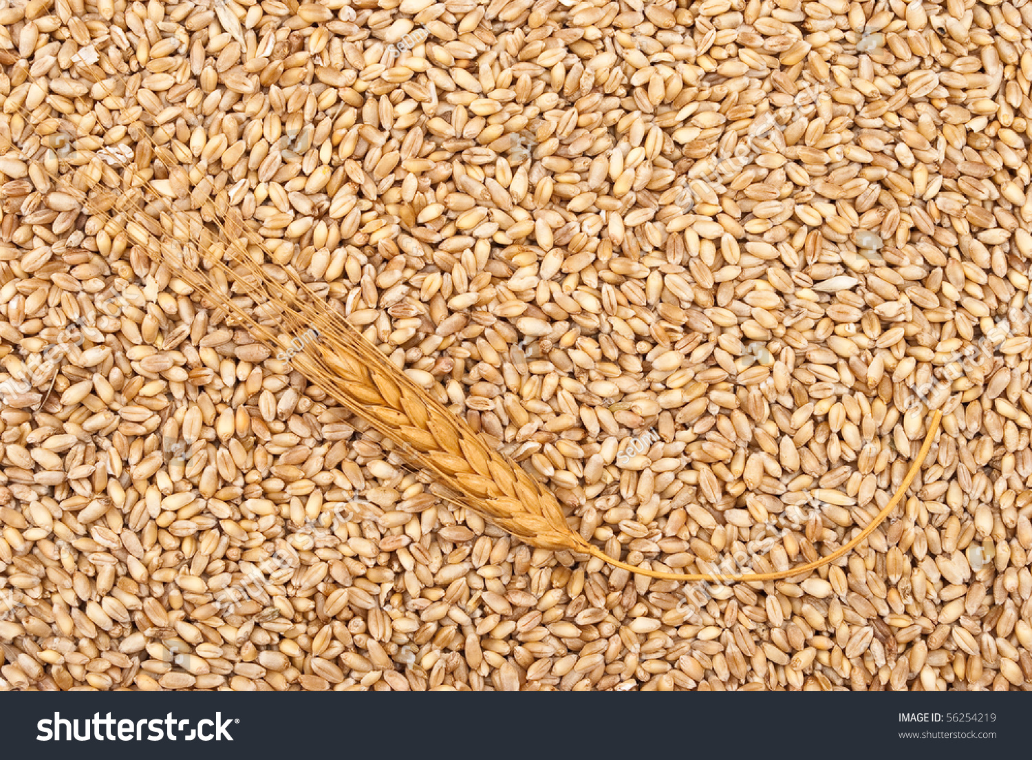 Wheat Grain. Background Stock Photo 56254219 : Shutterstock