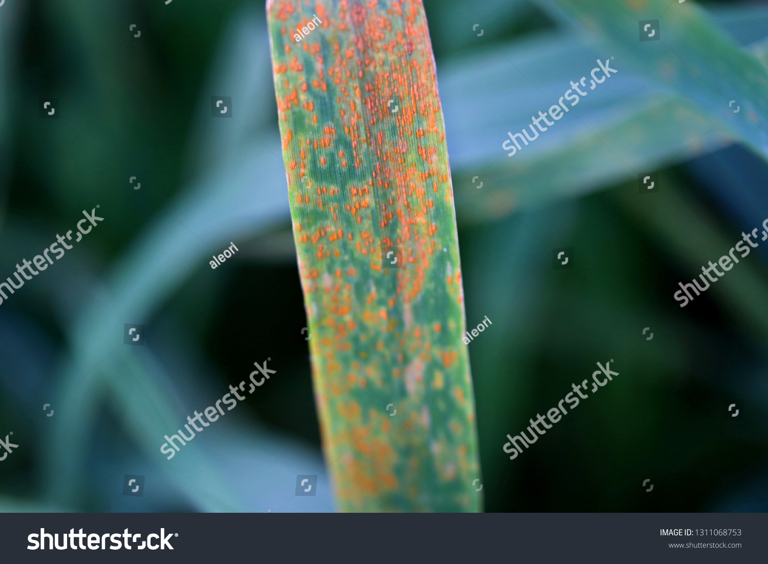 Wheat Leaf Rust Puccinia Triticina Fungal Stock Photo Edit Now