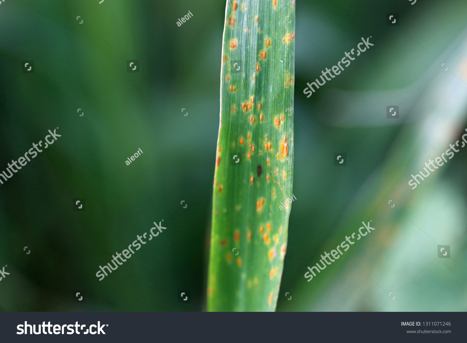 Wheat Leaf Rust Puccinia Triticina Fungal Stock Photo Edit Now 1311071246