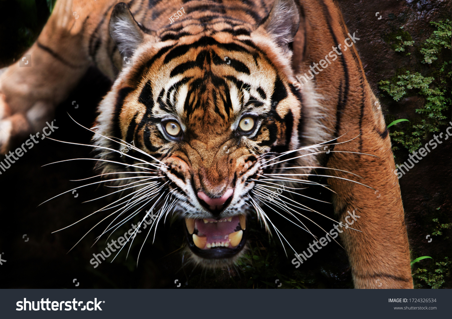 Roaring Angry Tiger Images Stock Photos Vectors Shutterstock