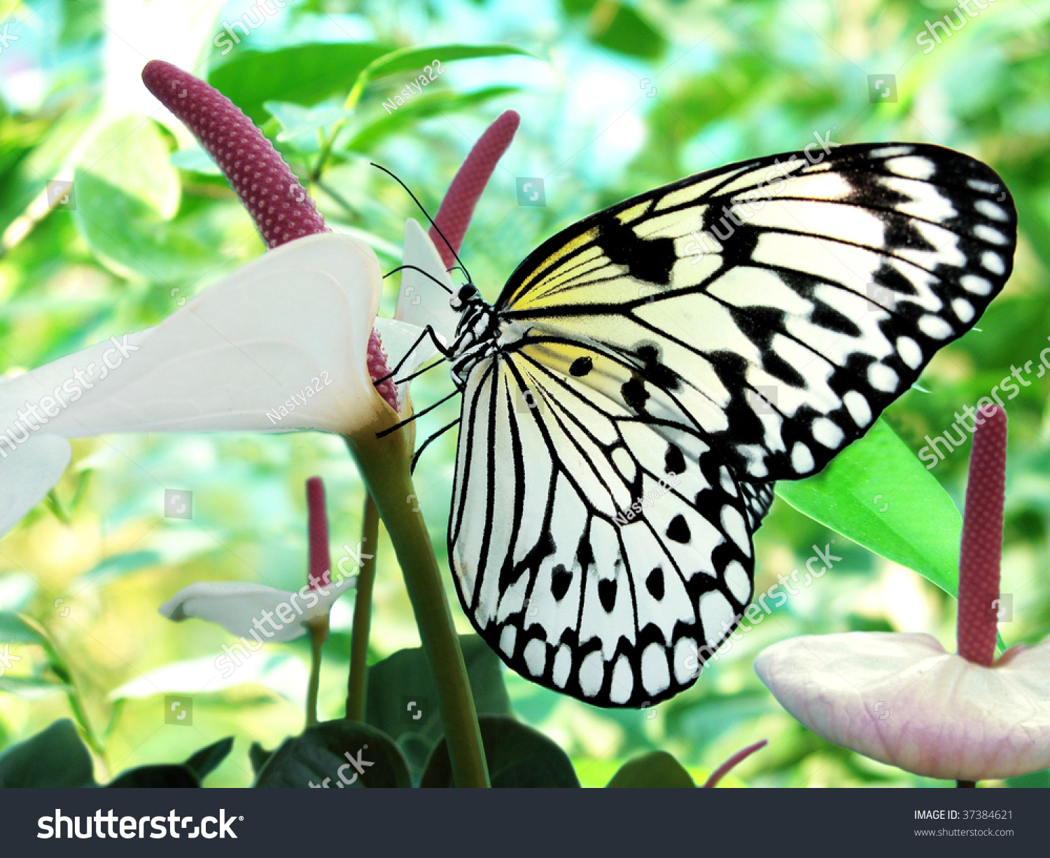Black Butterfly On Tropical Flowers Whiteblack Tropical Butterfly On White Flower Stock Photo