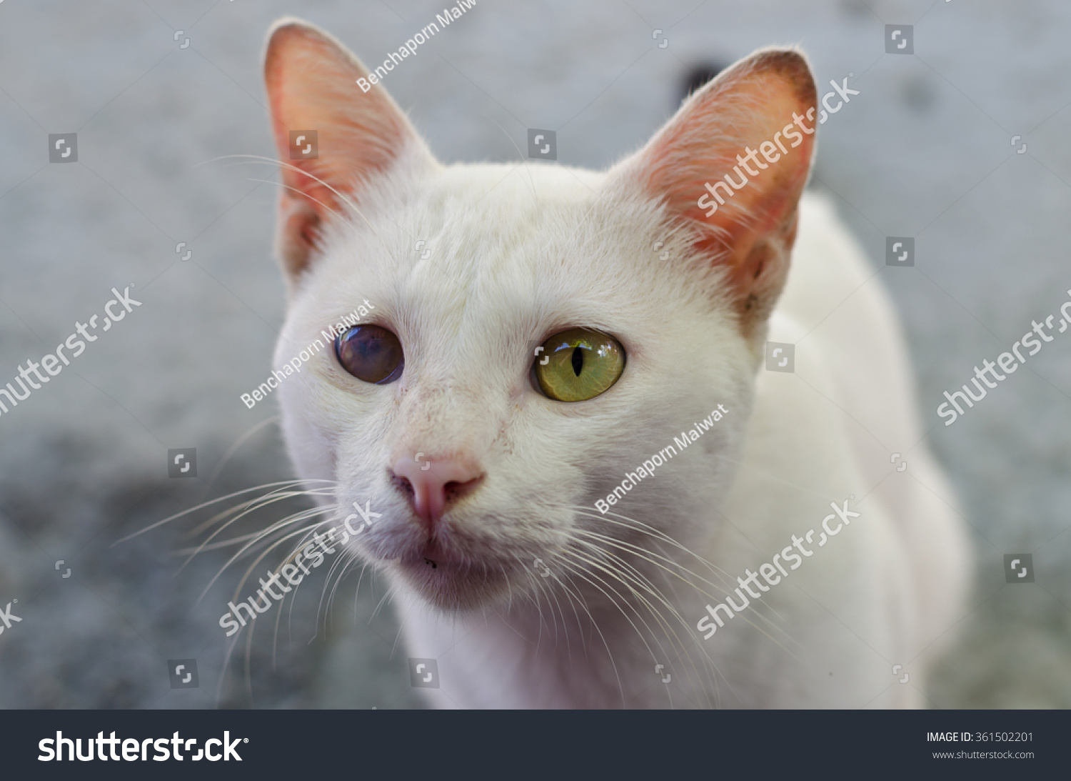 http://image.shutterstock.com/z/stock-photo-white-cat-with-one-blind-eye-361502201.jpg