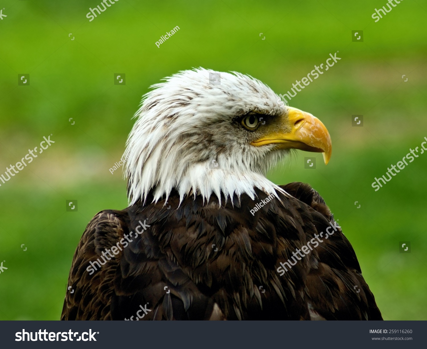 All White Bald Eagle Eagle Distinctive