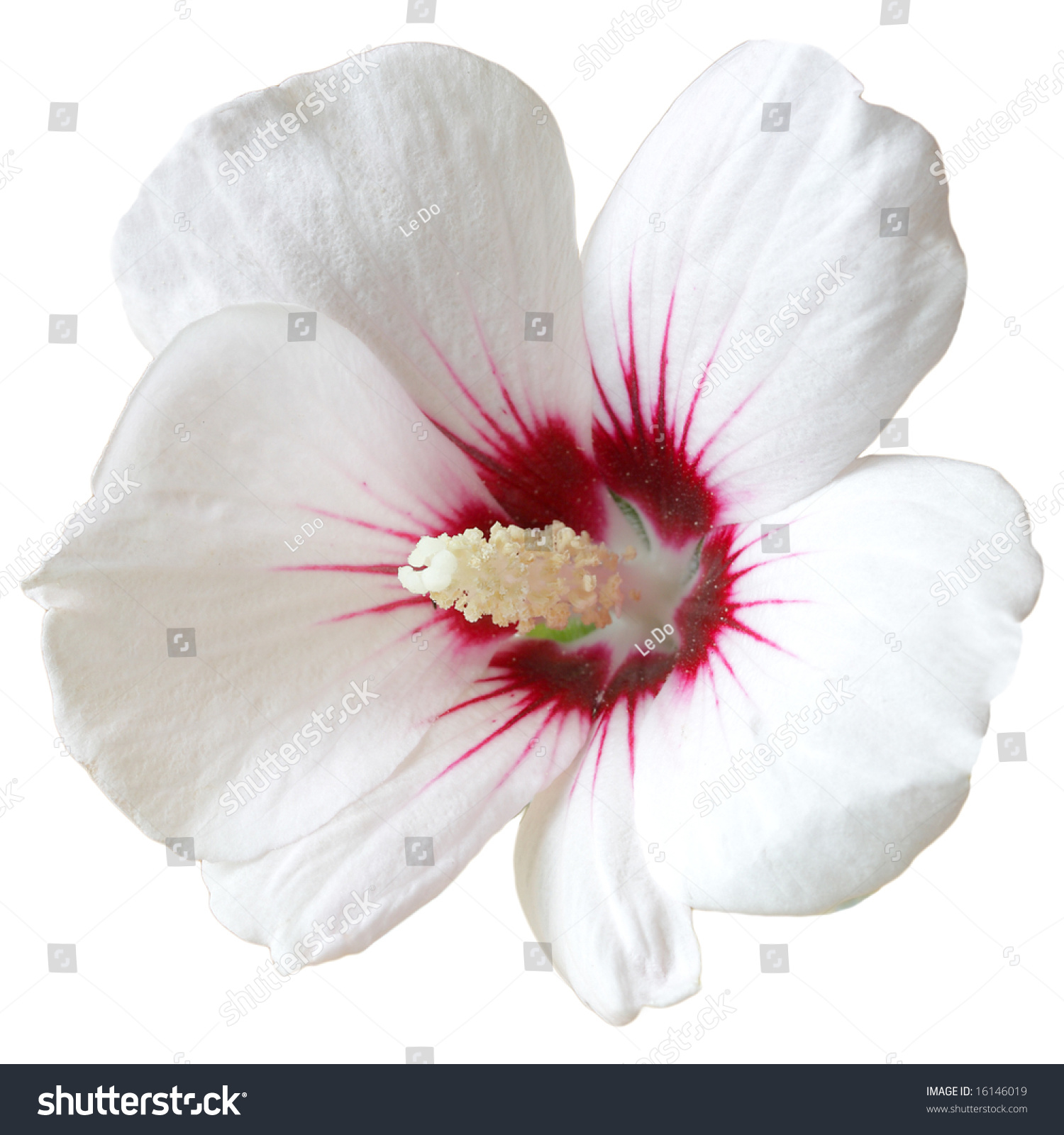 White Hibiscus With Red In The Center Isolated On White Background Stock Photo
