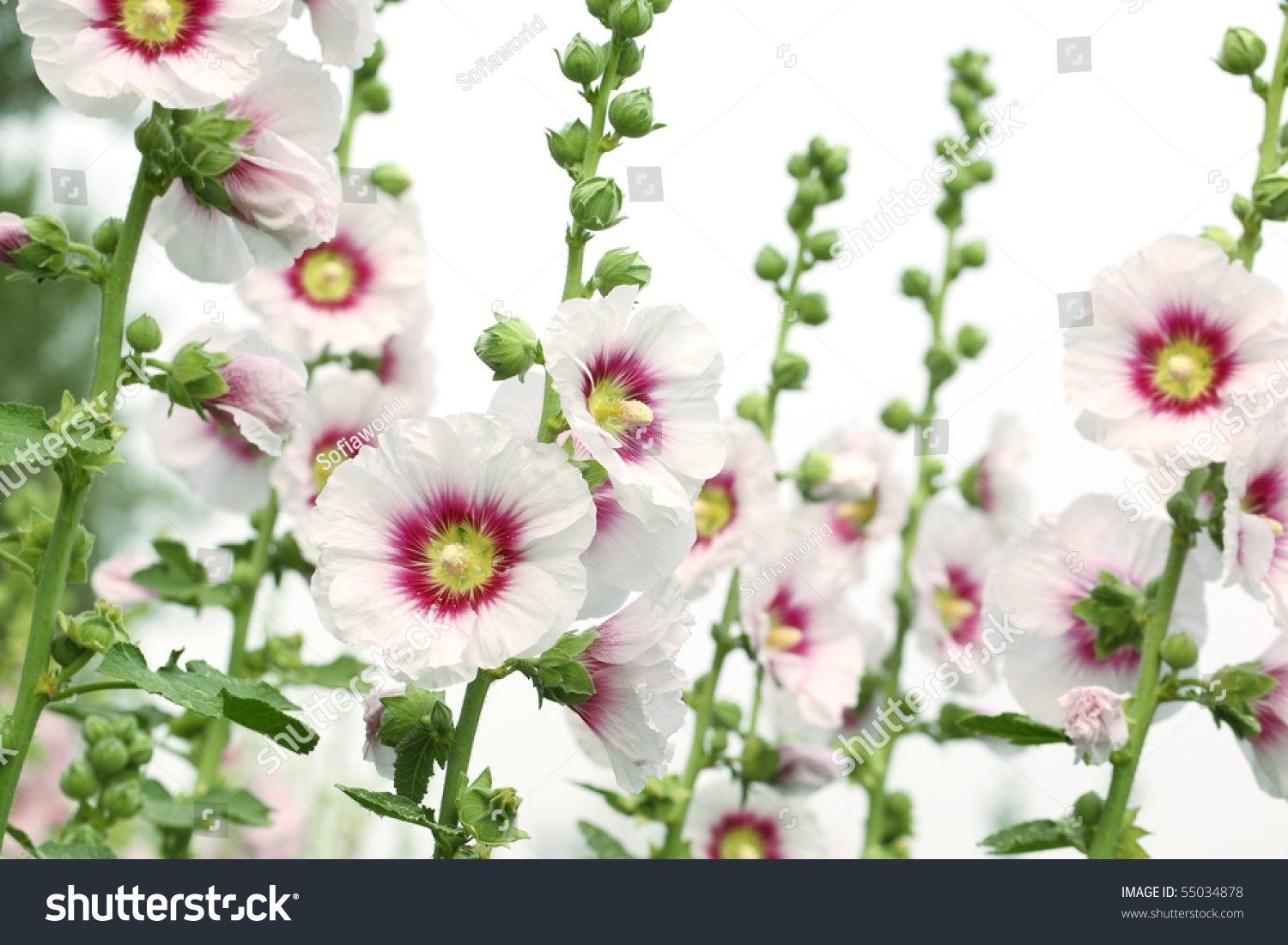 White Hollyhock Flower Isolated On White Stock Photo 55034878