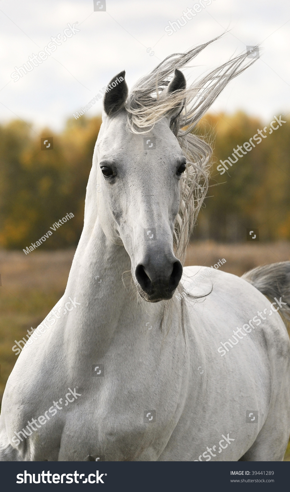 White Run Gallop In Autumn White Run Gallop In Autumn Stock Photo 39441289