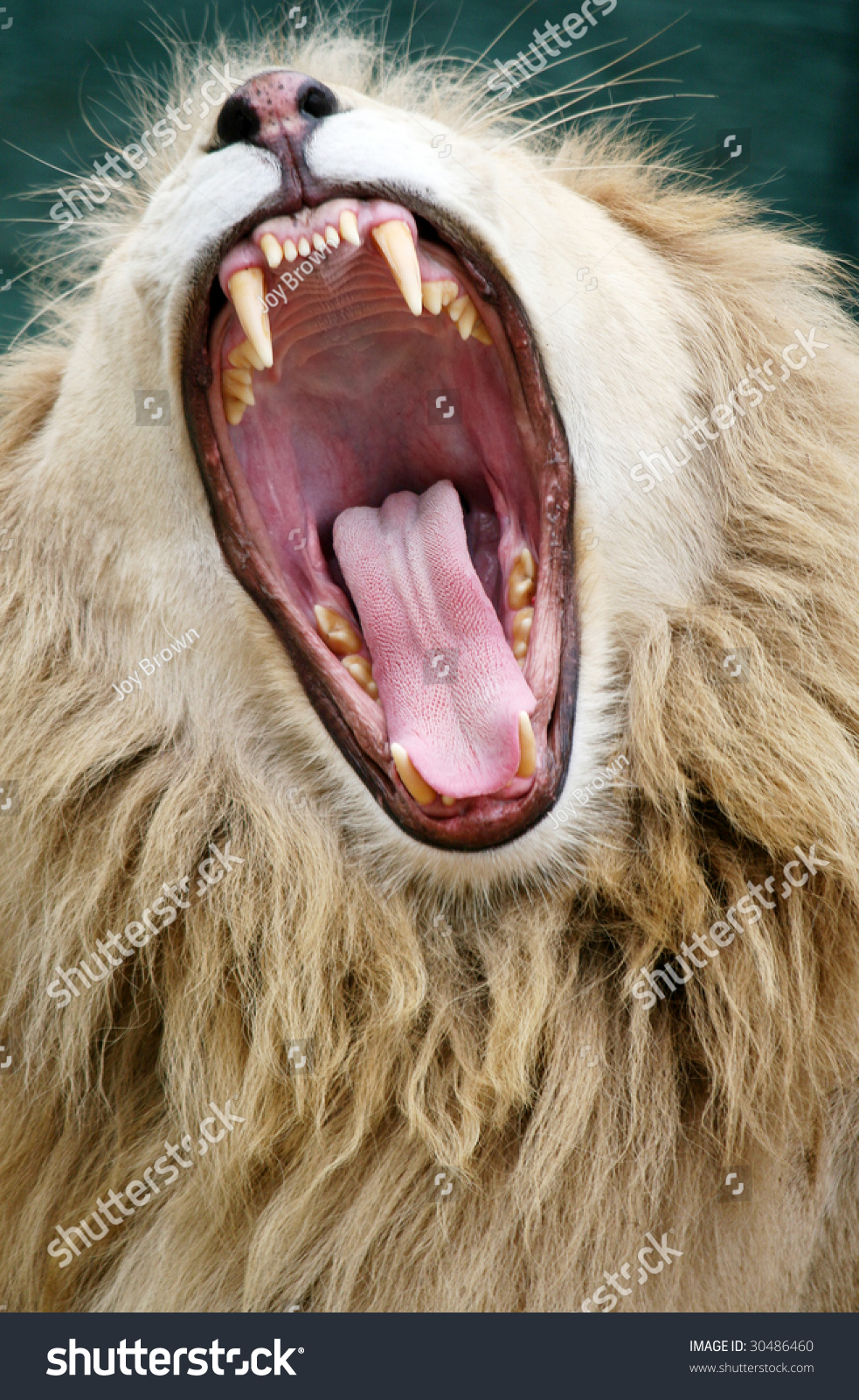 White Lion With Mouth Open Stock Photo 30486460 Shutterstock