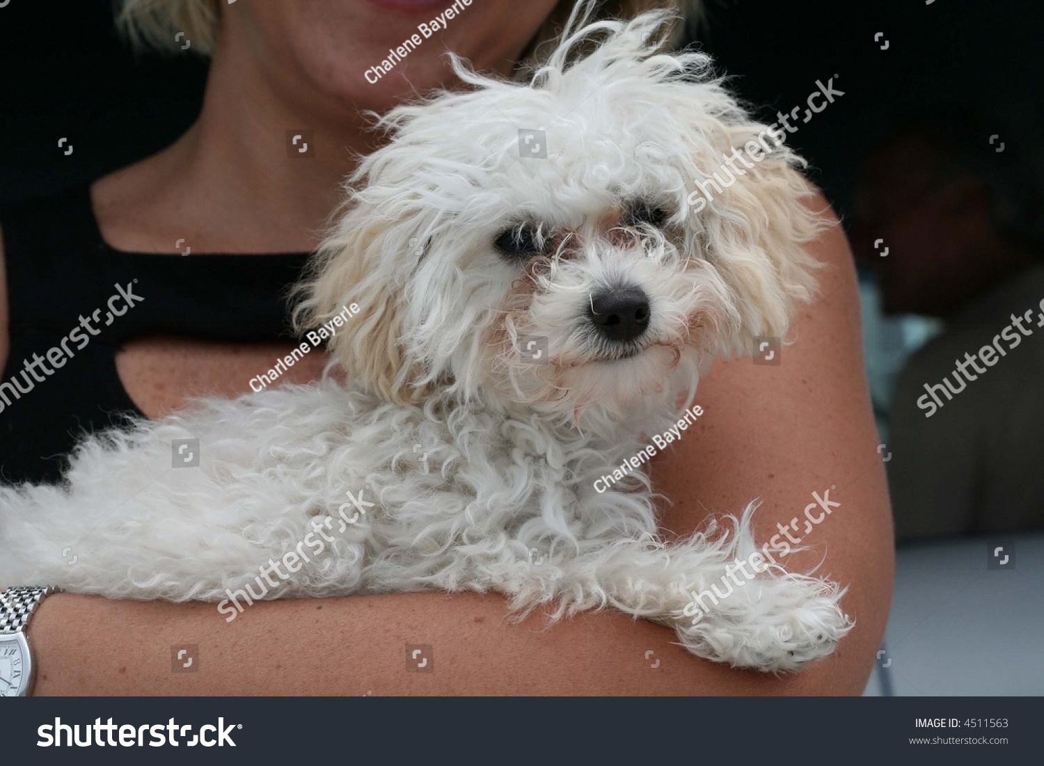 white fluffy toy poodle