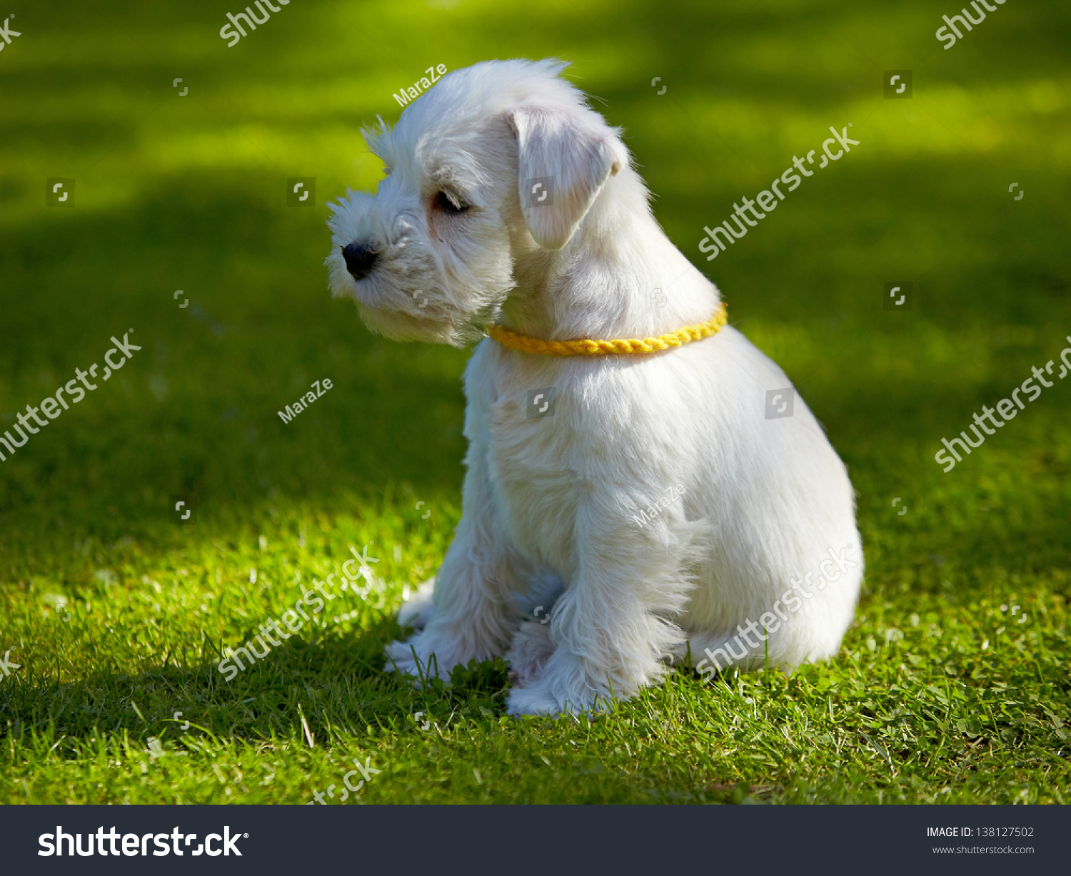 White Miniature Schnauzer Puppy, 5 Weeks Old Stock Photo ...