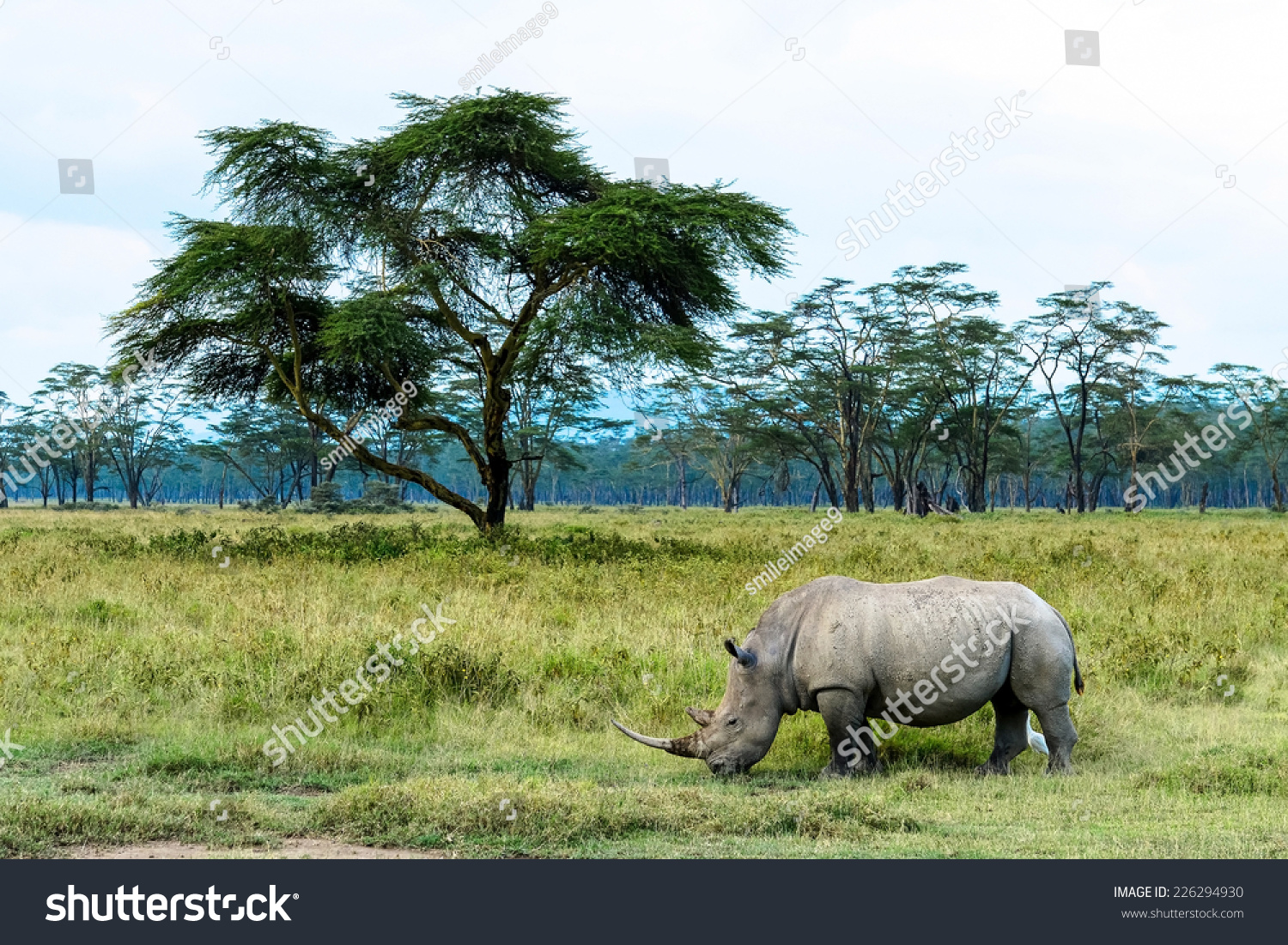 white-rhinoceros-eat-grass-in-open-grassland-lake-nakuru-national-park