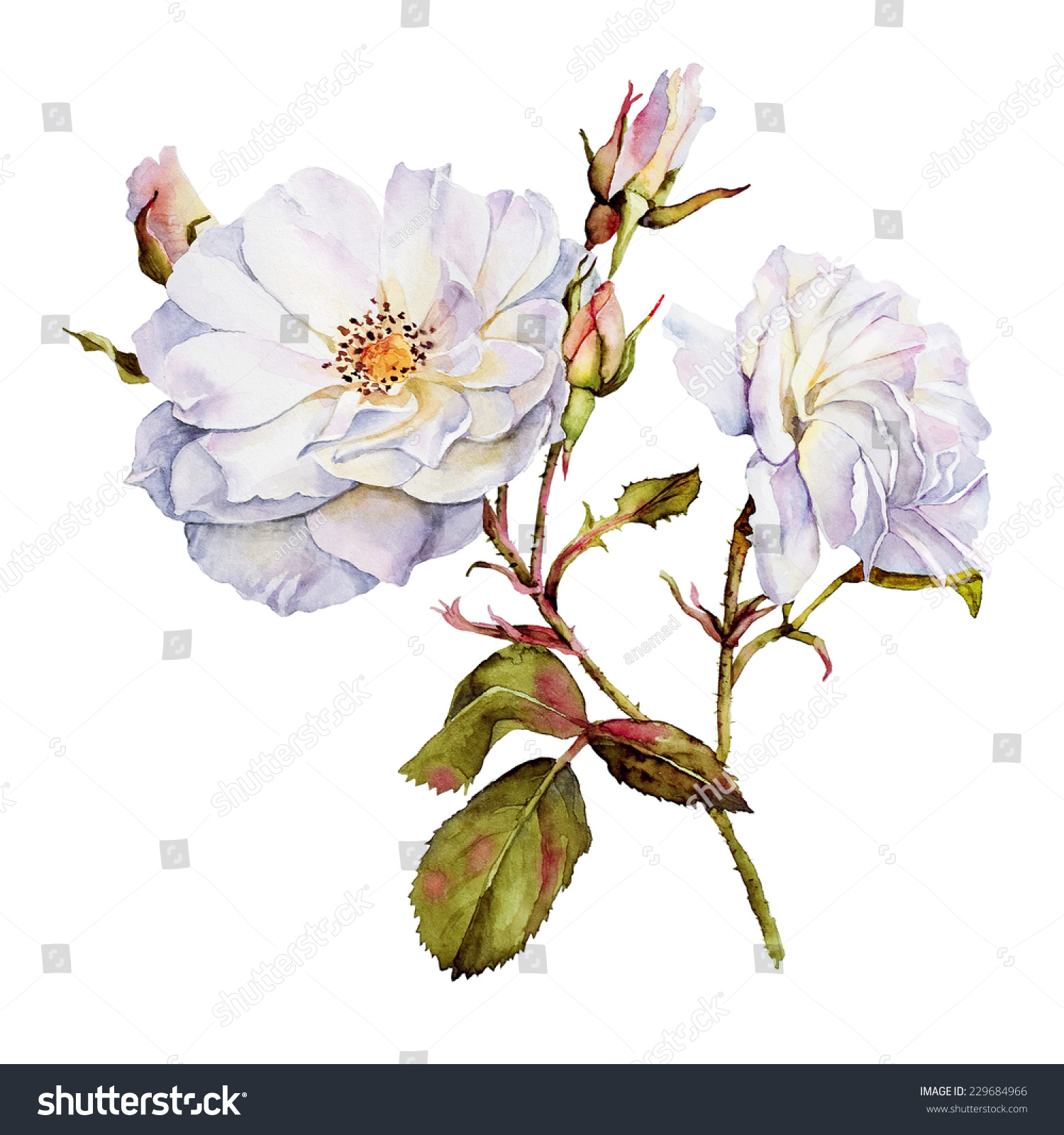 White Roses Bush Botanical Watercolor Drawing Stock Photo 229684966