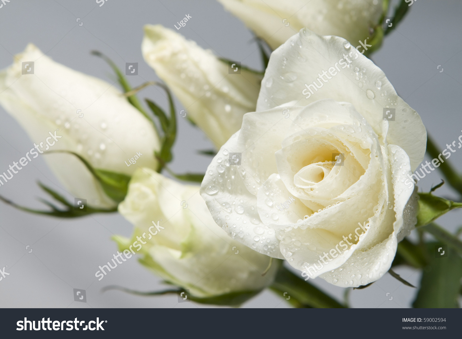 White Roses With Water Drops Stock Photo 59002594 Shutterstock