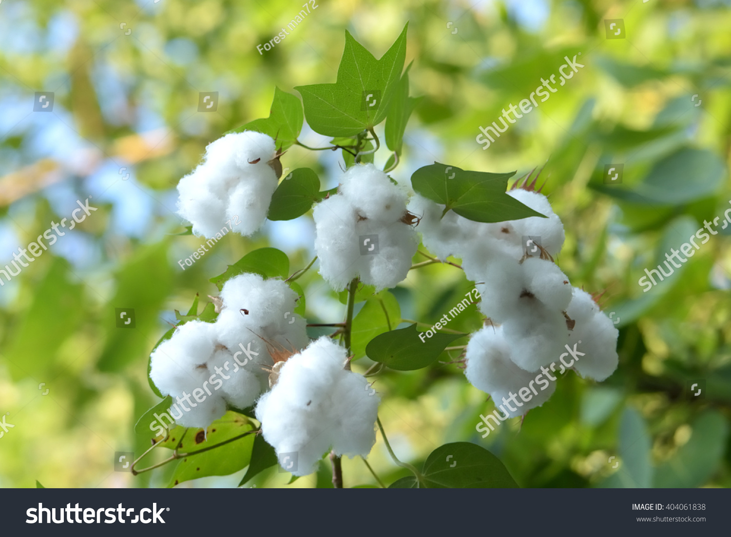 White Seed Cotton Plant Stock Photo 404061838 Shutterstock