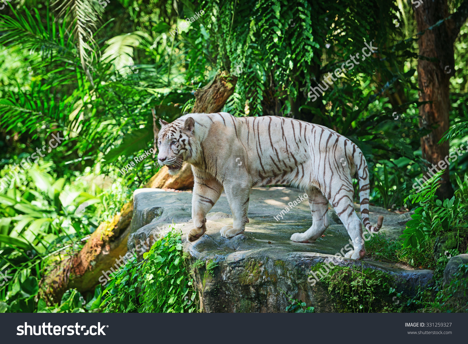 White Tiger In Green Tropical Forest JungleWhite Tiger Standing In A