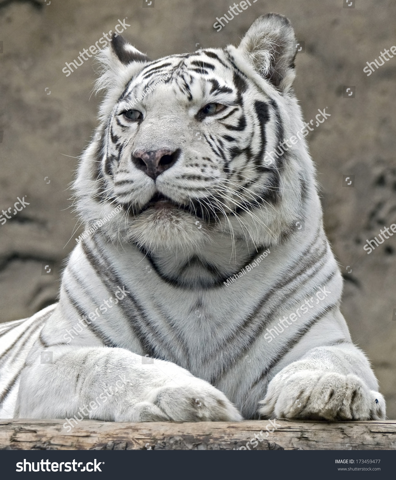 white-tiger-latin-name-panthera-tigris-tigris-var-alba-stock-photo