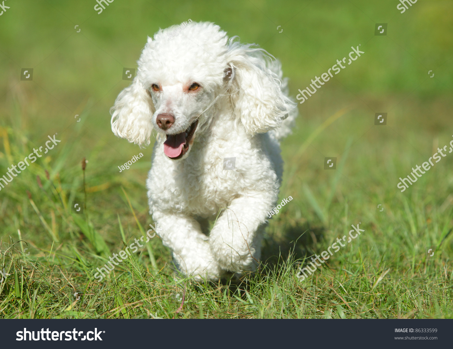 White Toy Poodle Running In Grass Stock Photo 86333599 Shutterstock