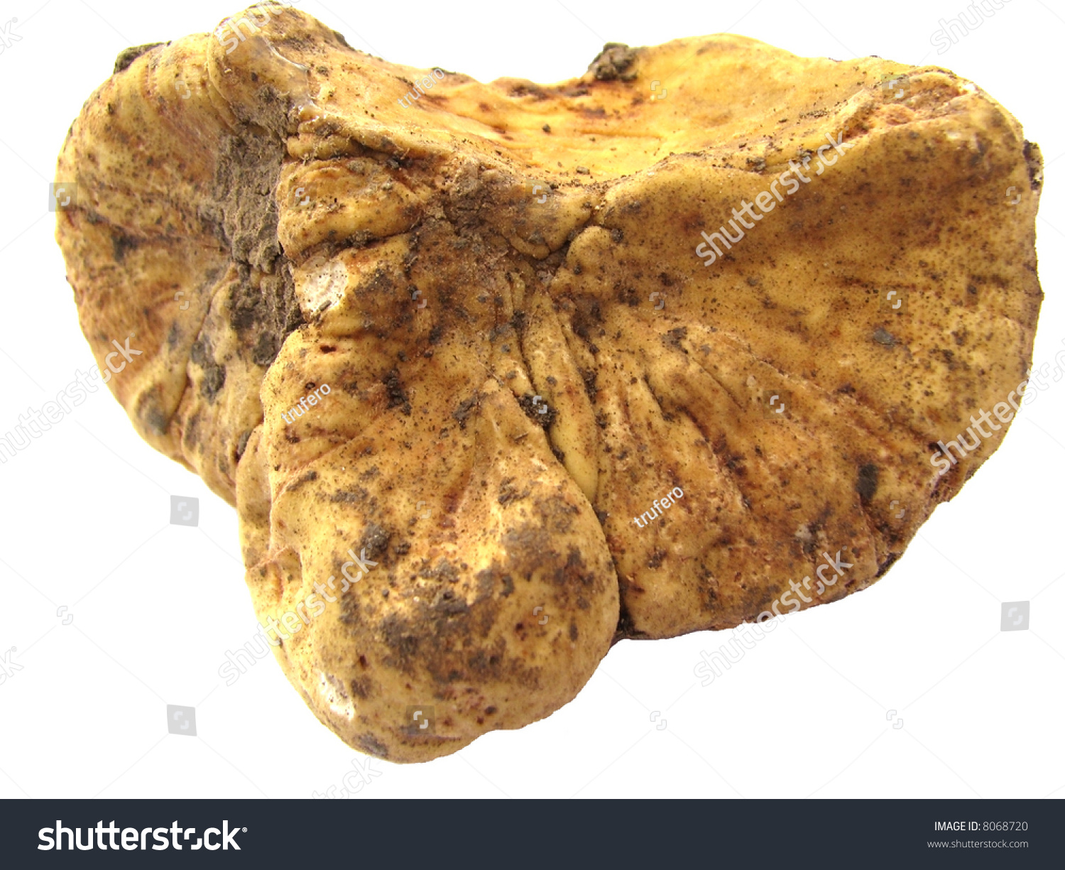 stock-photo-white-truffle-tuber-magnatum-pico-8068720.jpg