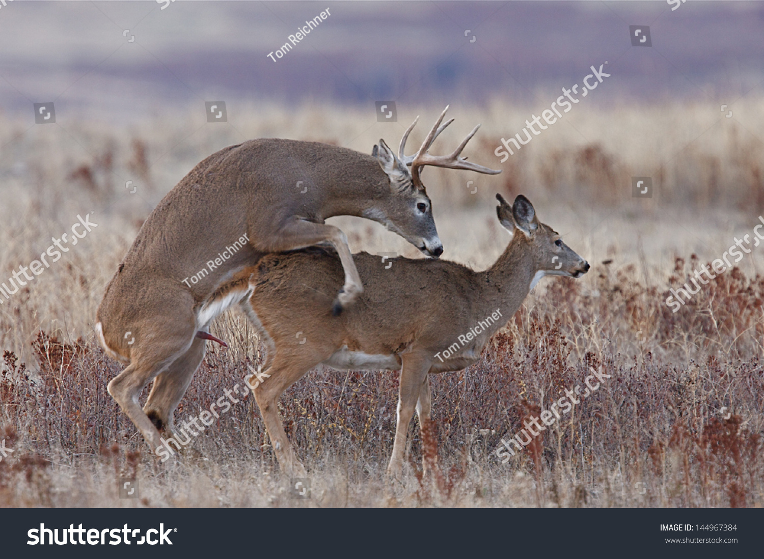 Whitetail Deer Buck And Doe Breeding Having Sex Mating