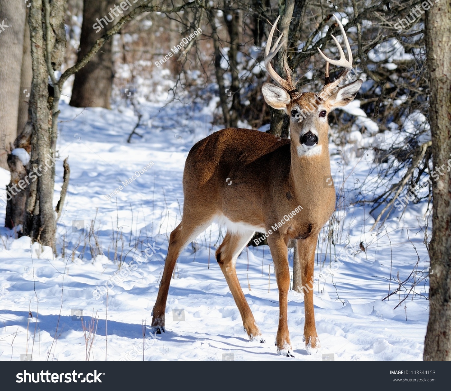 Whitetail Deer Buck Standing Woods Winter Stock Photo 143344153 