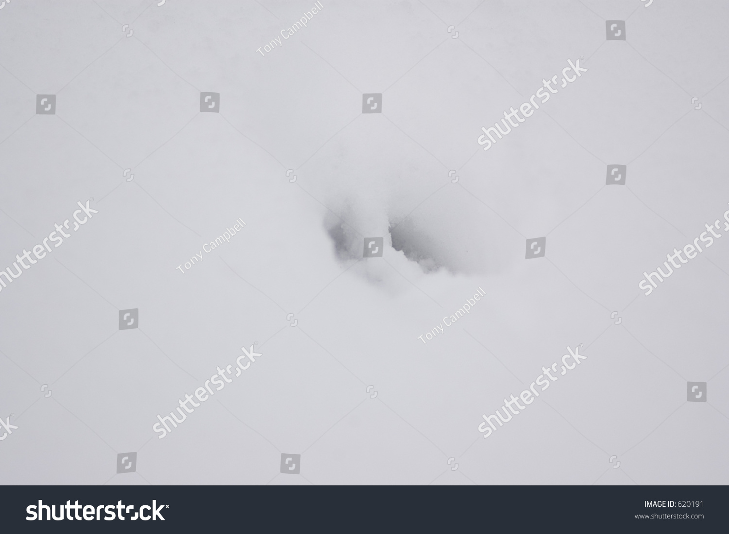 Whitetail Deer Track Stock Photo 620191 : Shutterstock