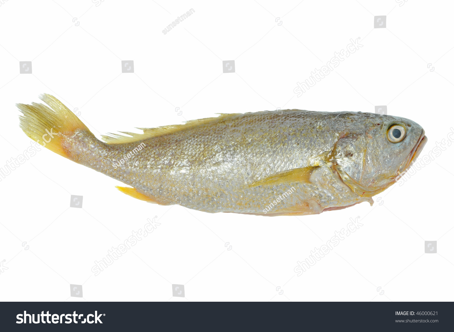 Whole Raw Fish Ready For Cooking Stock Photo 46000621 Shutterstock