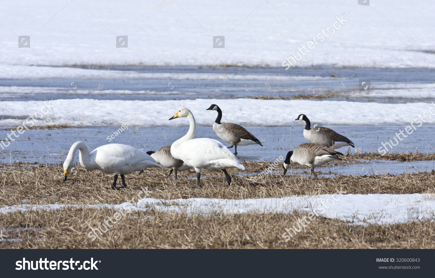 hummingbird canada goose migration hummingbird canada goose migration