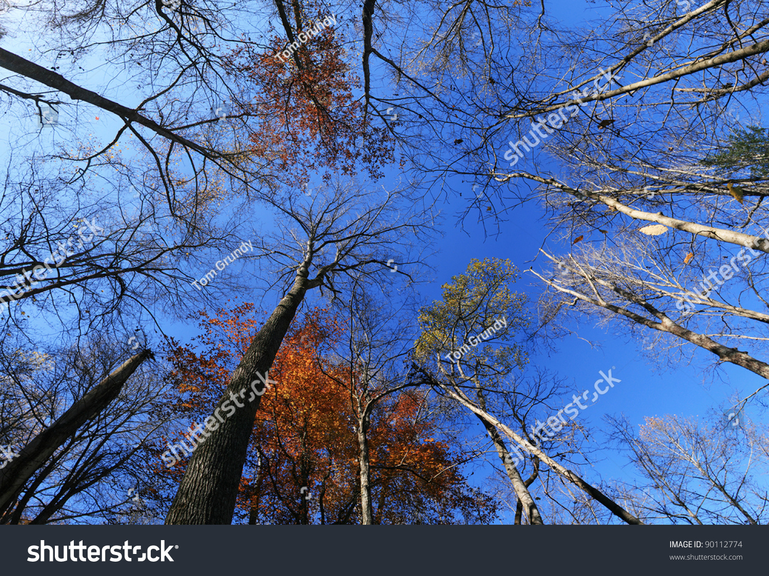 Wide Angle Image Of Fall Tree Tops Looking Up With Most Leaves Fallen