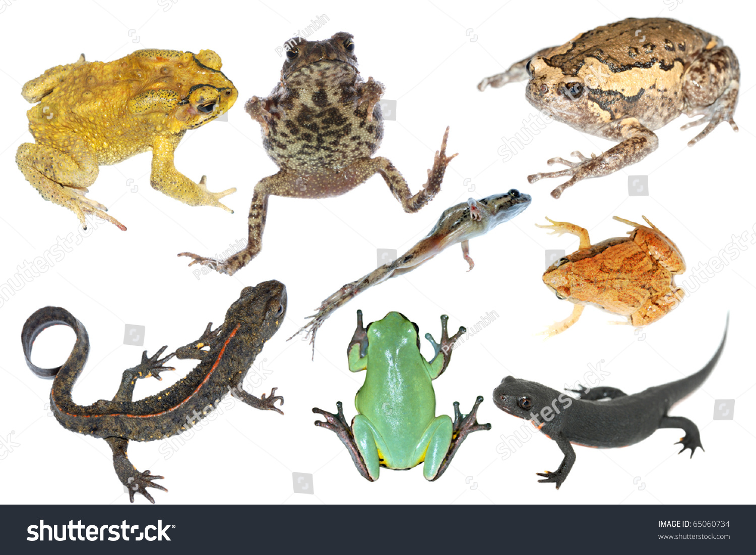 Wild Animal Collection Amphibian Toad Frog And Salamander Stock Photo 