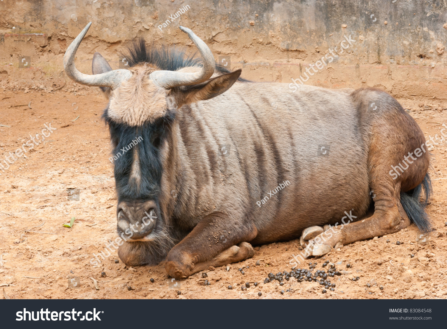 Wild Animal Yak Bull Cattle Stock Photo 83084548 - Shutterstock