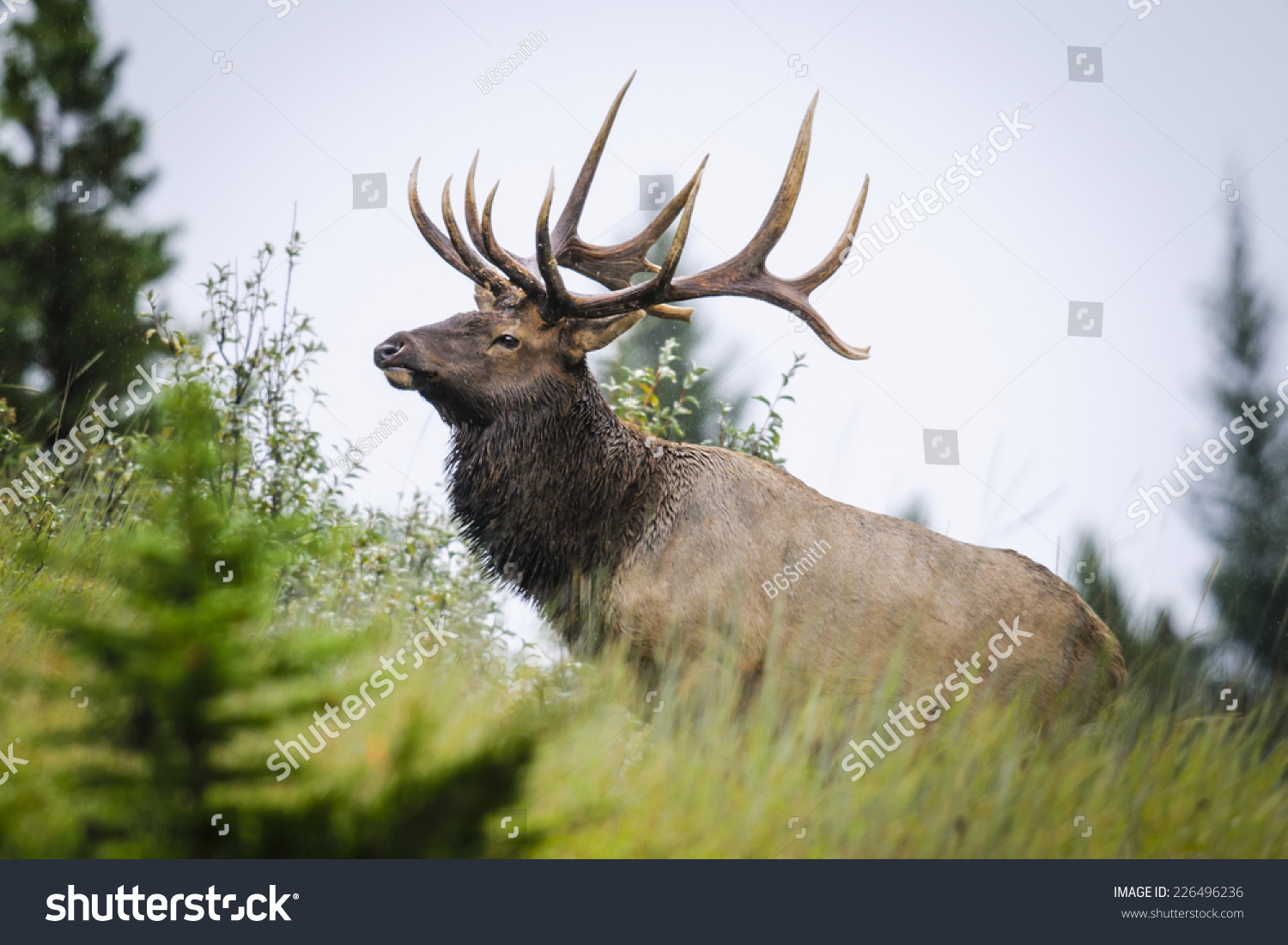 Wild Antlered Bull Elk During Rutting Season, Banff National Park ...