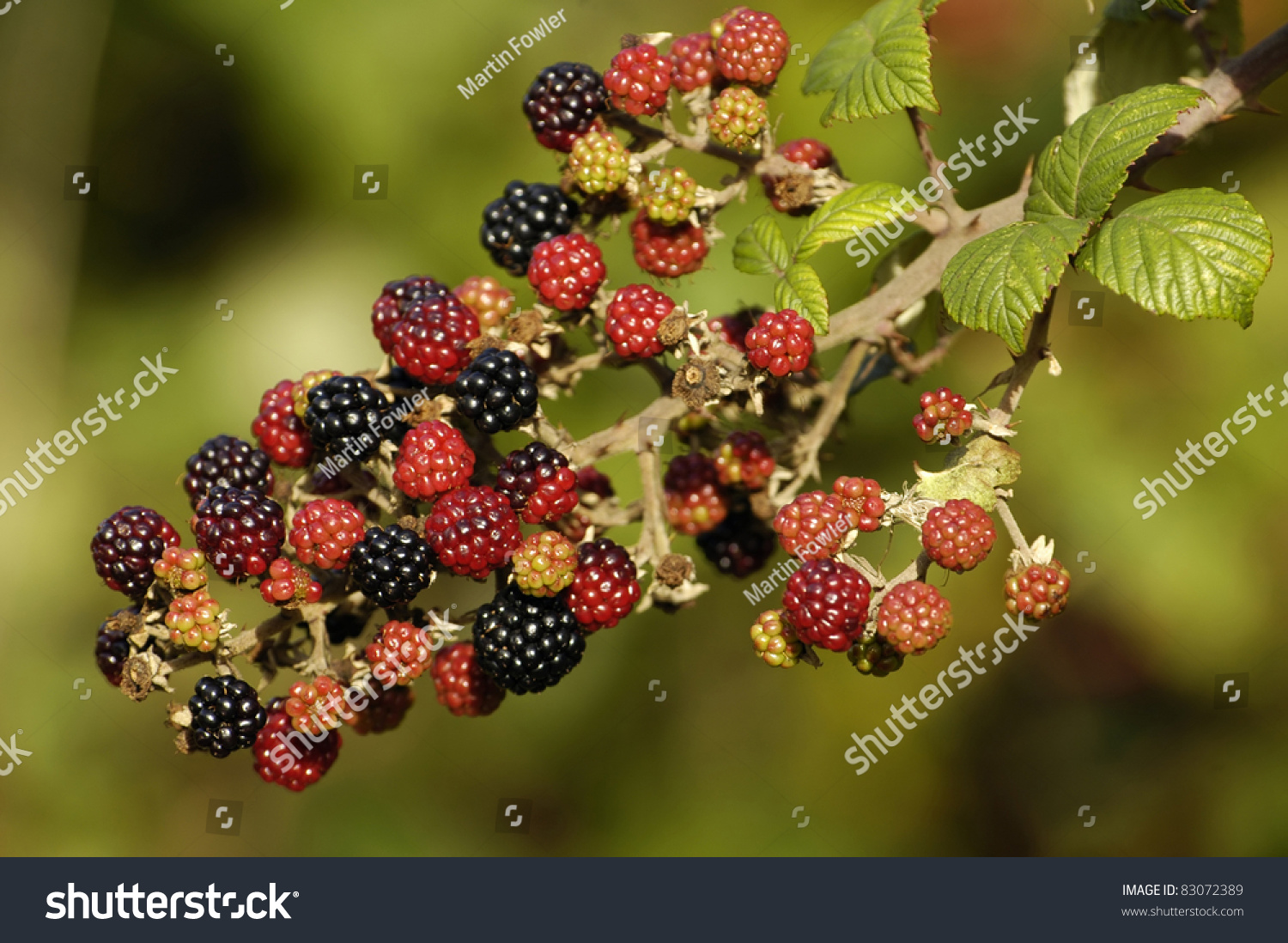 Wild Blackberry Bramble Fruit Rubus Fruticosus Stock Photo 83072389