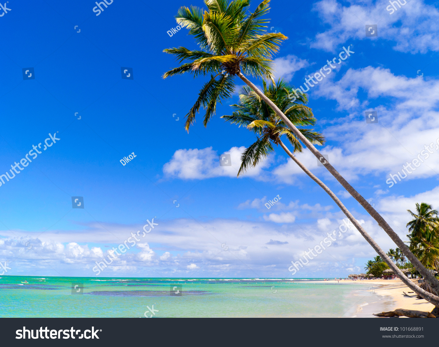 wild escort in dominican republic wild escort in dominican republic