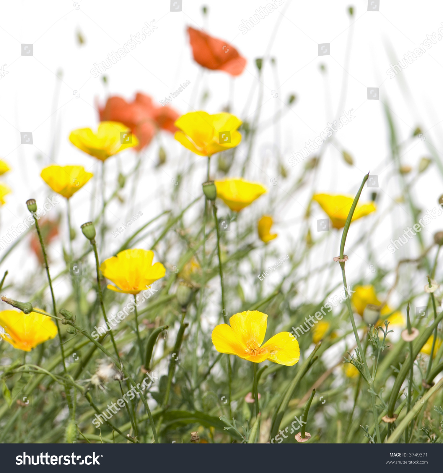 Wild Flowers Against A White Background Stock Photo 3749371 : Shutterstock