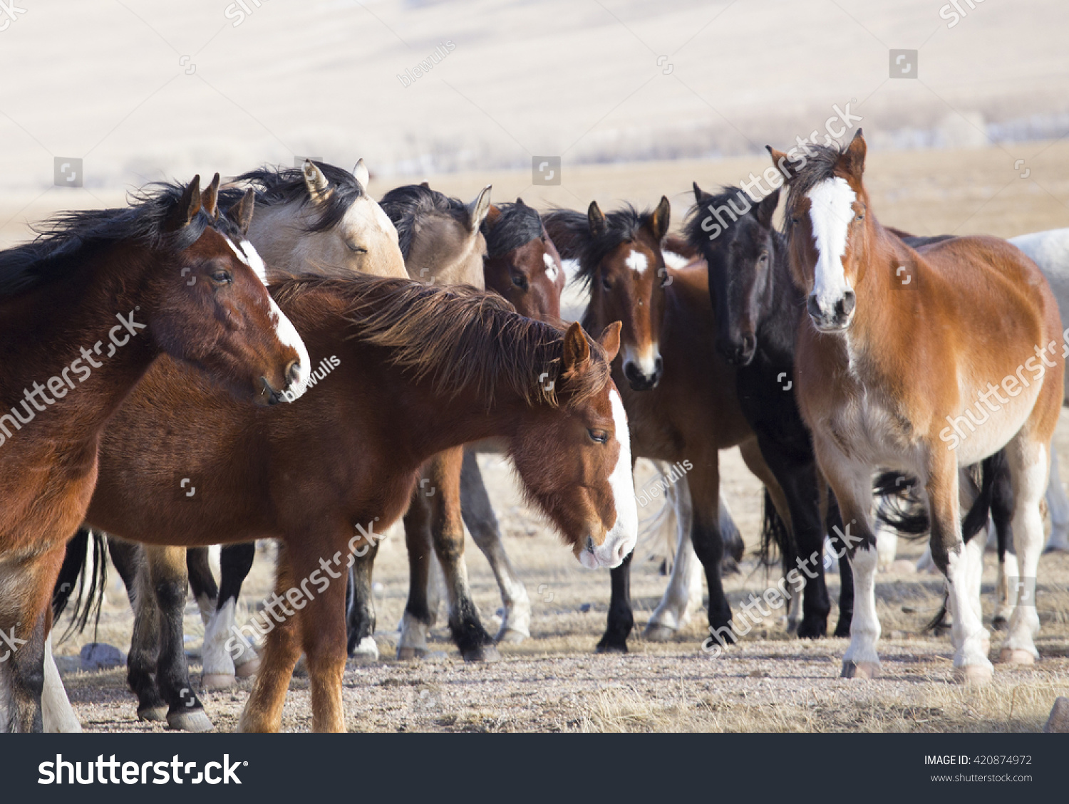 Wild Horses Of Wyoming Stock Photo 420874972 Shutterstock