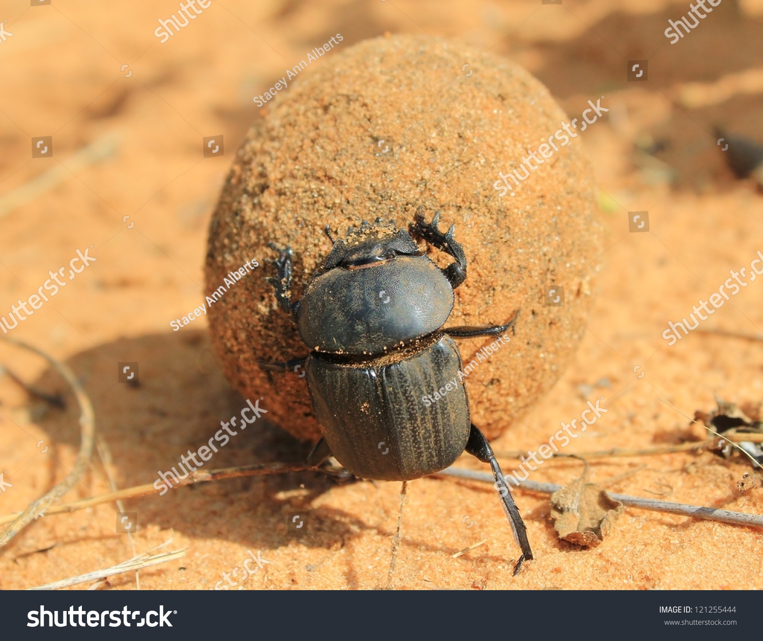 Wild Insects From Africa Dung Beetle With Giant Ball Of Dung During