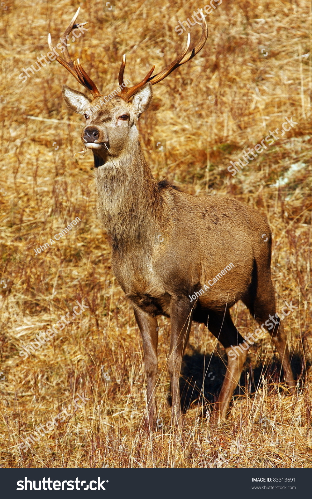 Wild Red Deer Stag In The Scottish Highlands Stock Photo Shutterstock