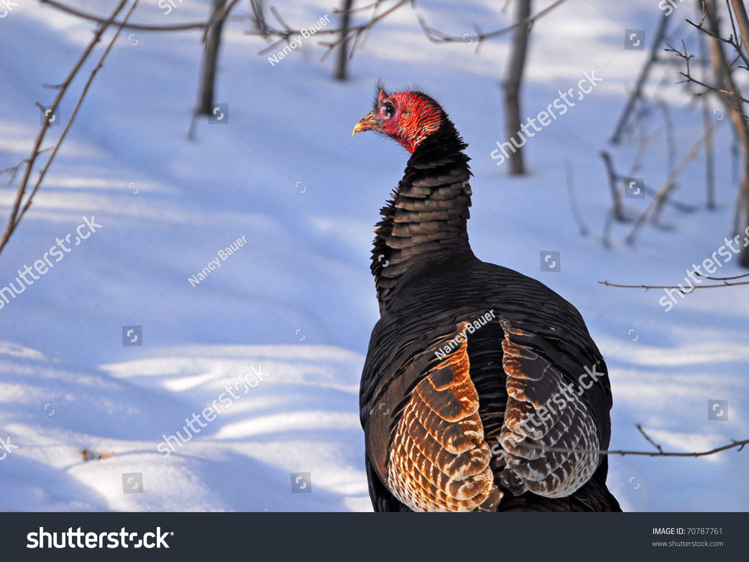 Wild Turkey In Winter Snow Stock Photo 70787761 Shutterstock