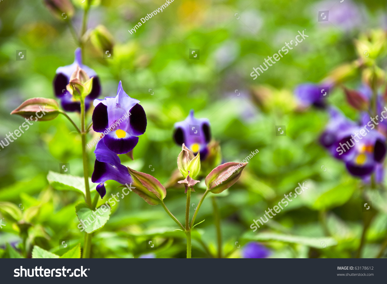 Wild Violet Flowers. Batumi Botanical Gardens, Georgia Stock Photo