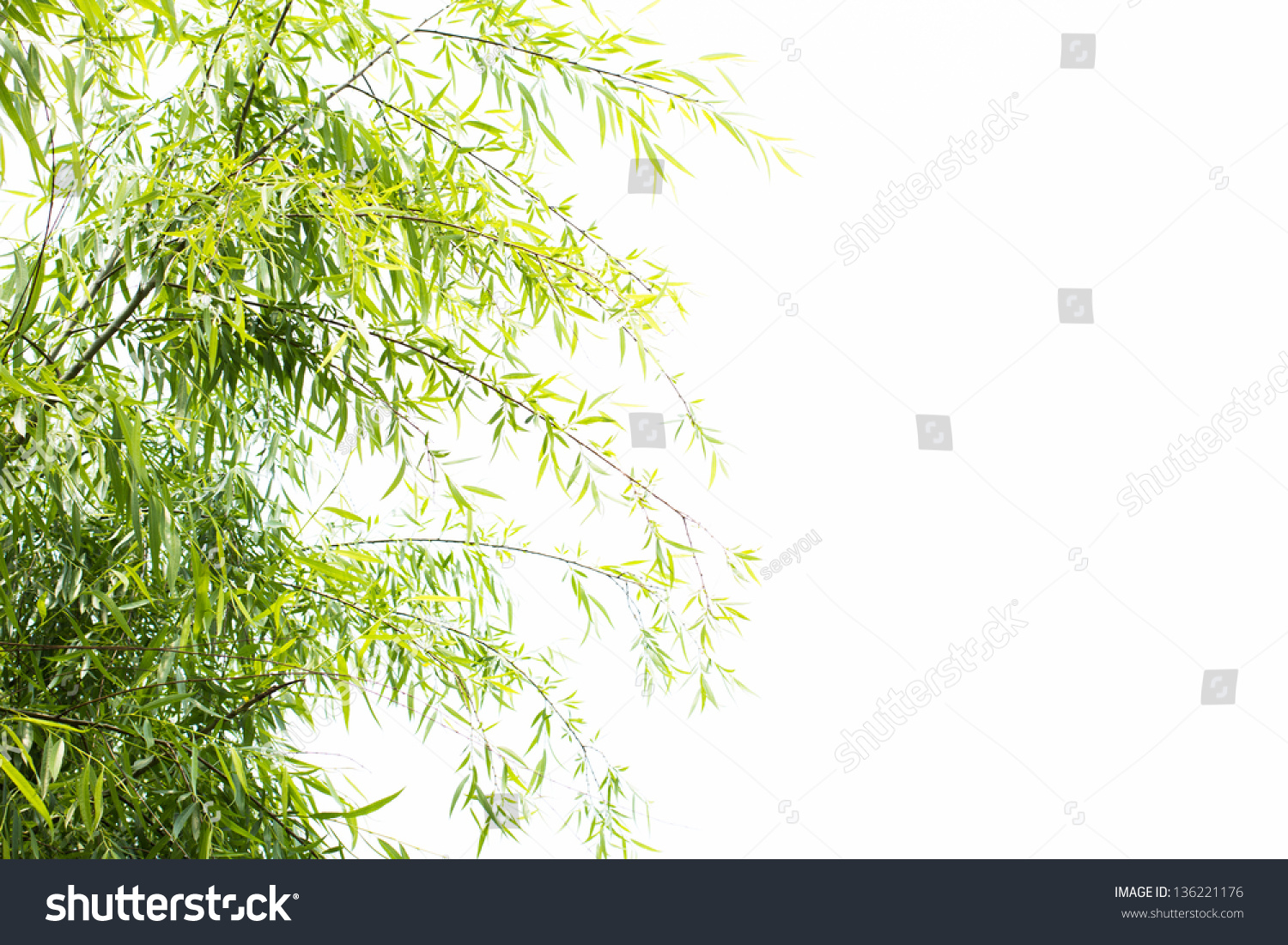 Willow Tree Isolated Stock Photo 136221176 : Shutterstock