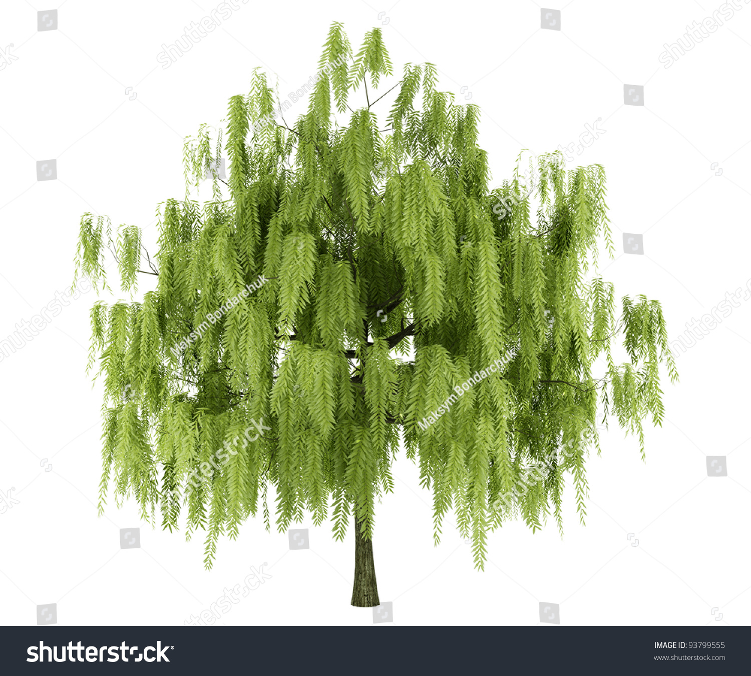 Willow Tree Isolated On White Background Stock Photo 93799555