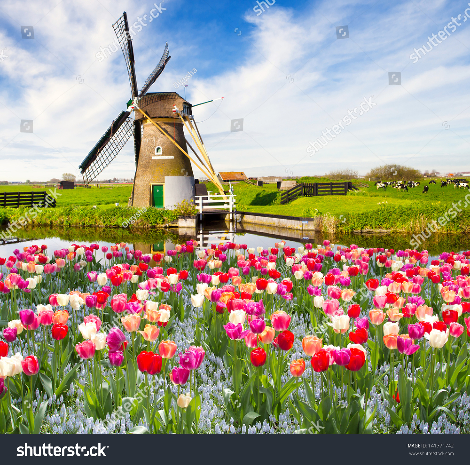 Netherlands Tulips Windmill windmill with tulips in holland stock 