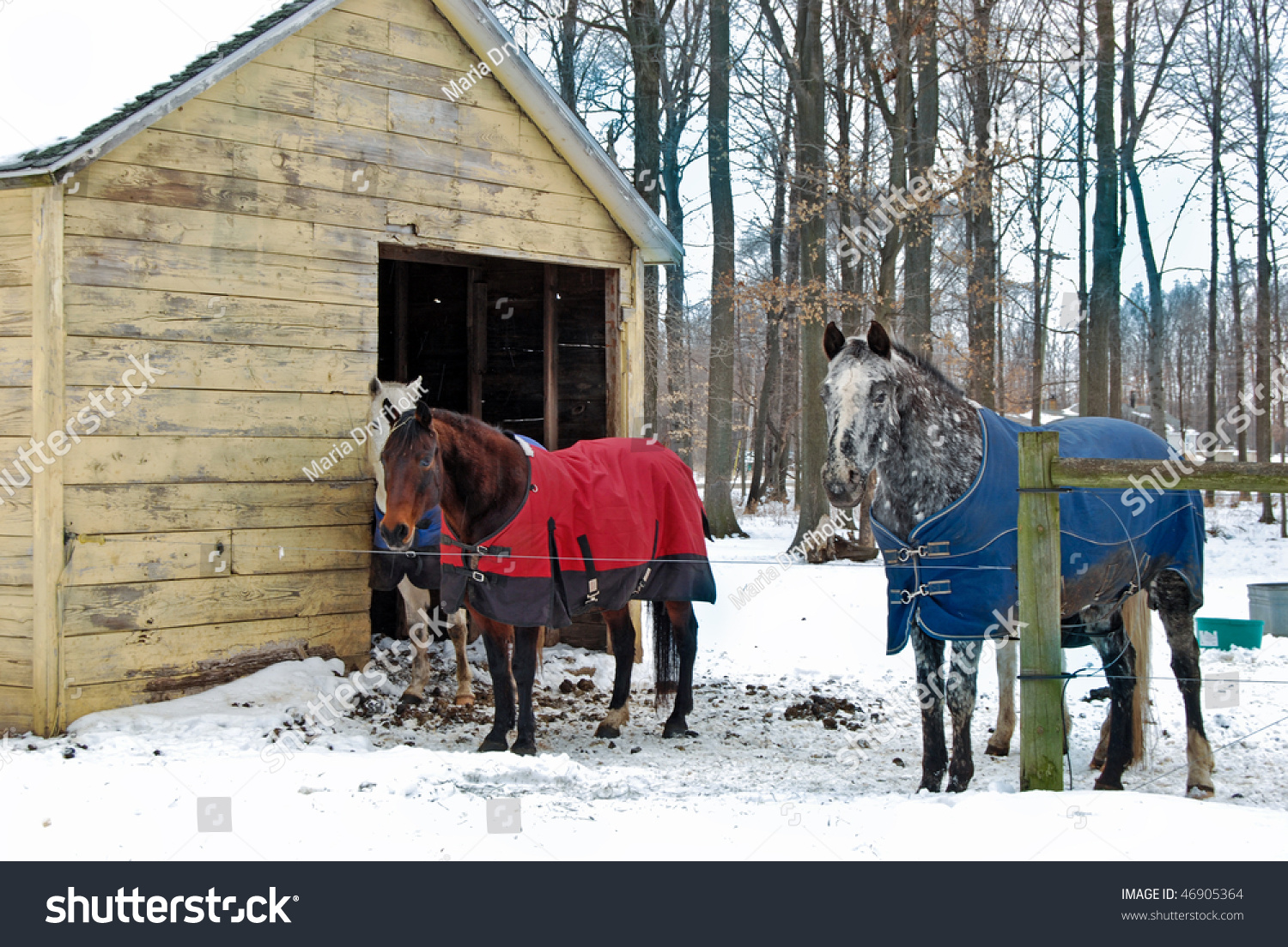 Winter Blankets On Horses Stock Photo 46905364 Shutterstock