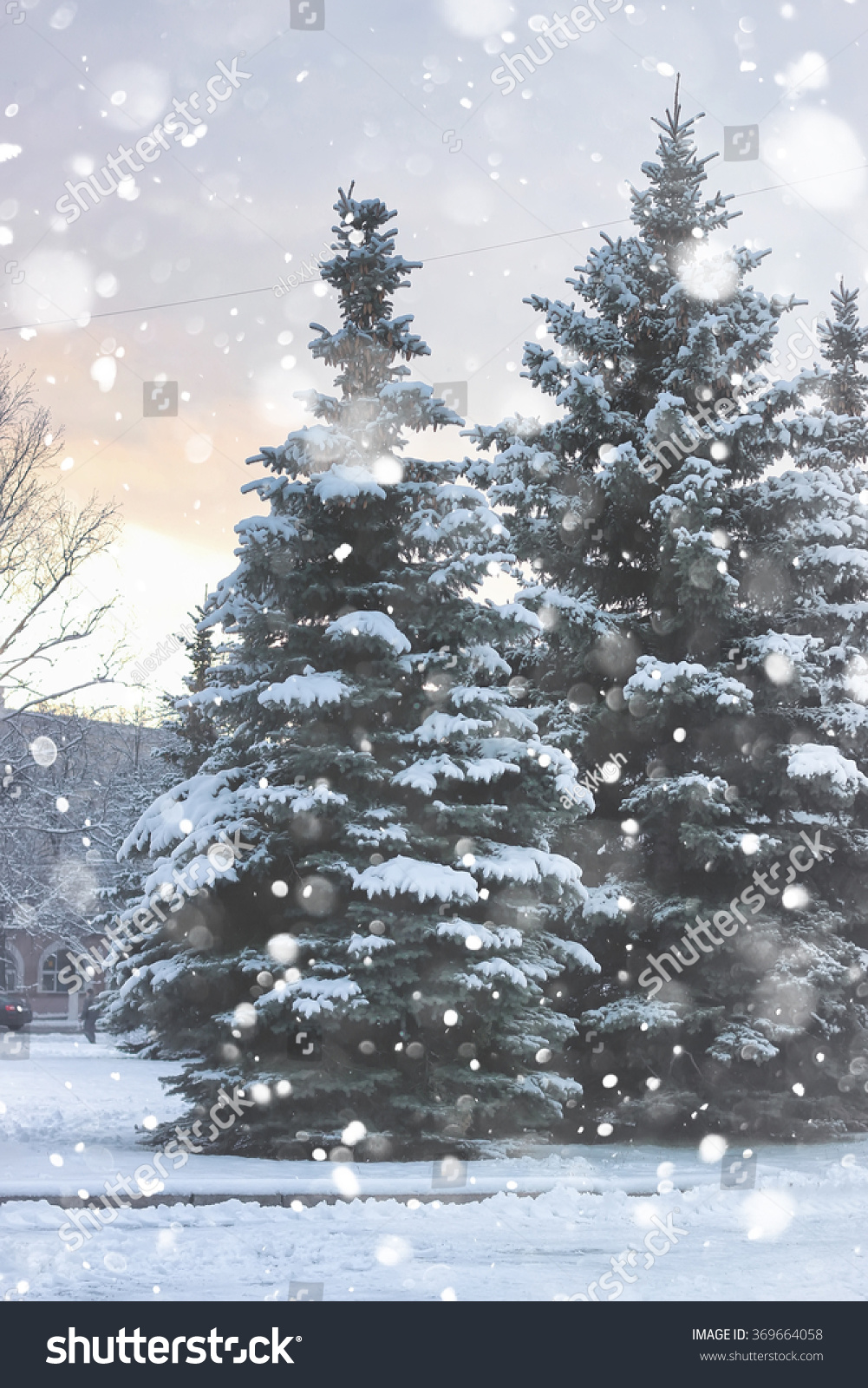 winter fir tree snow winter fir tree snow