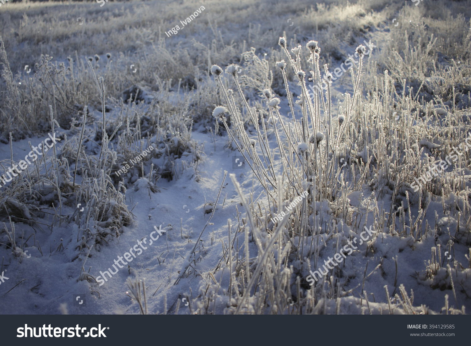 winter landscape bright frosty morning in the woods covered with frost winter landscape bright frosty morning in the woods covered with frost