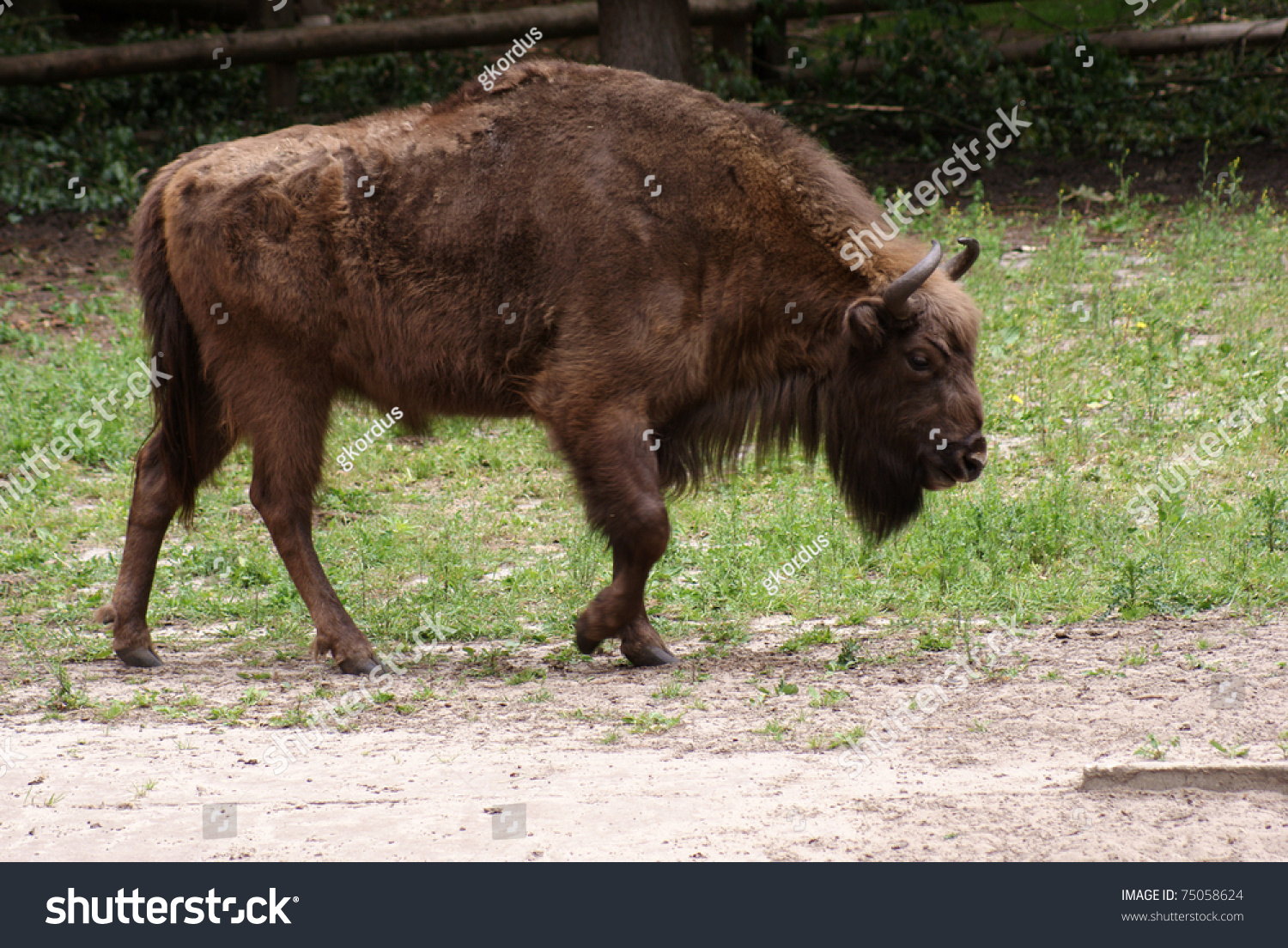 Wisent, European Bison Poland Stock Photo 75058624 : Shutterstock