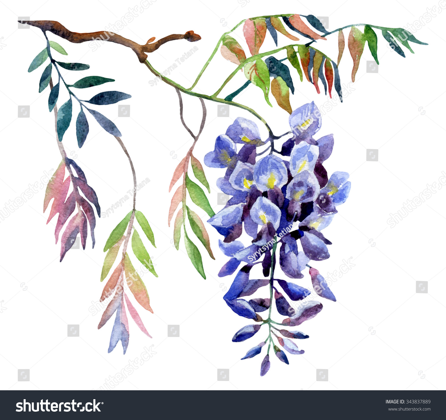 Wisteria Flower Watercolor Wisteria Card Hand Painted Illustration On