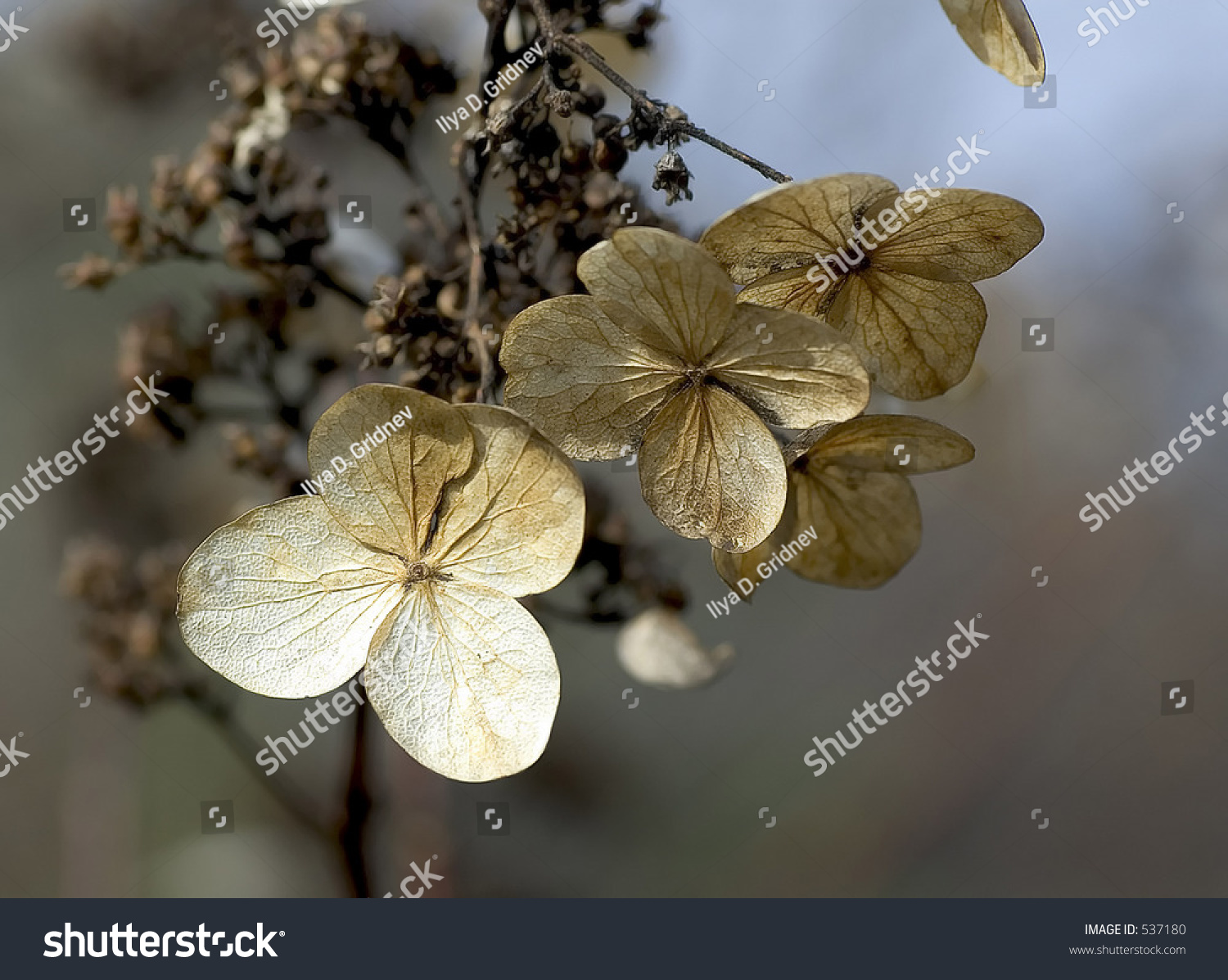 Withered Flowers Stock Photo 537180 : Shutterstock