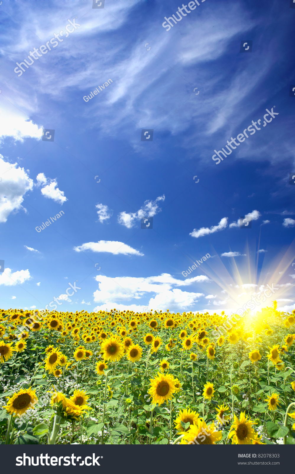 Wonderful Summer Field Of Sunflowers And Sun In The Blue ...