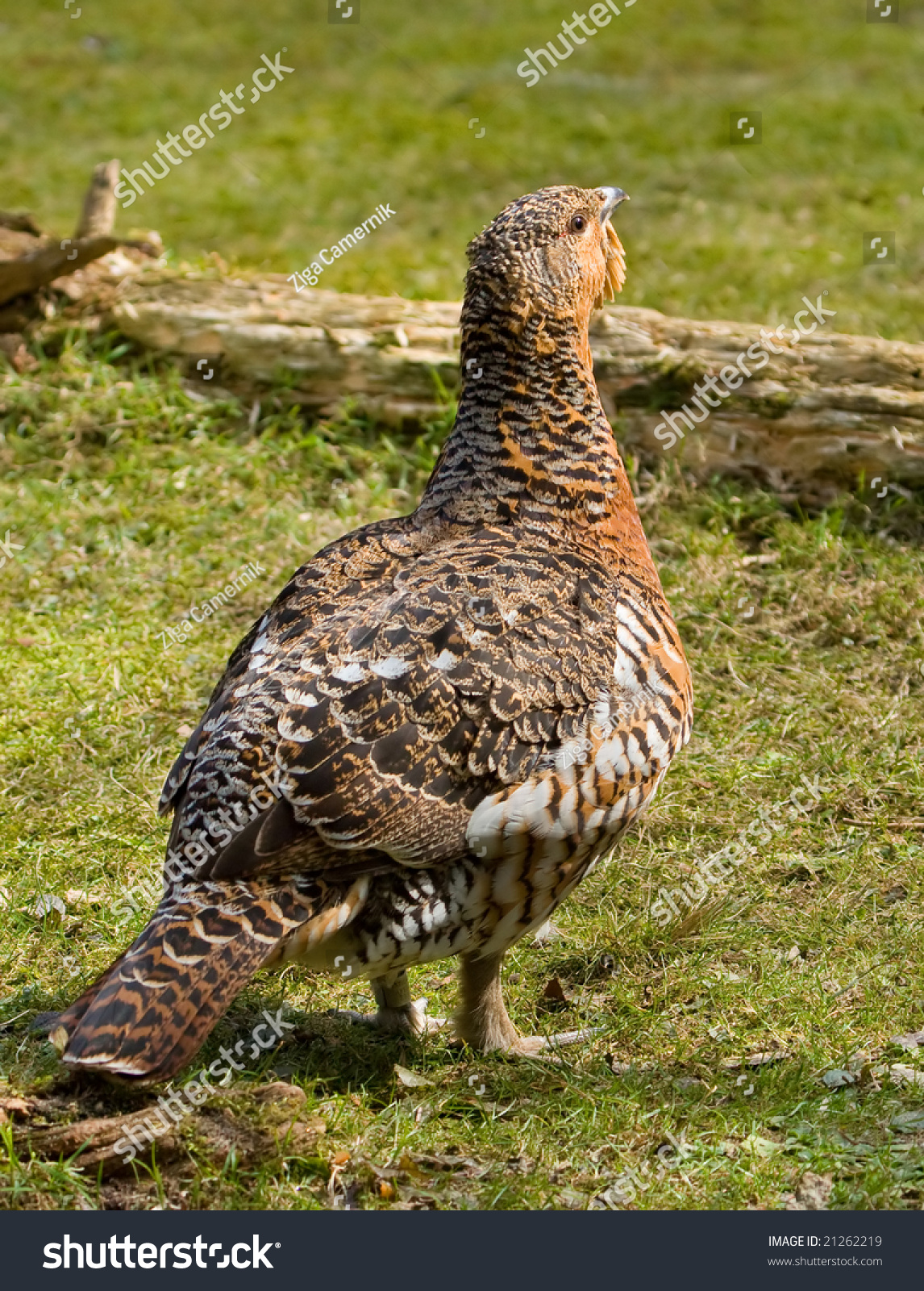 wood grouse on a high promontory According to the dictionary definition, the word promontory signifies a high point of land or rock projecting into the sea or other water beyond the line of coast, a headland it can also be a bluff, or part of a plateau, overlooking a lowland. wood grouse on a high promontory According to the dictionary definition, the word promontory signifies a high point of land or rock projecting into the sea or other water beyond the line of coast, a headland it can also be a bluff, or part of a plateau, overlooking a lowland.